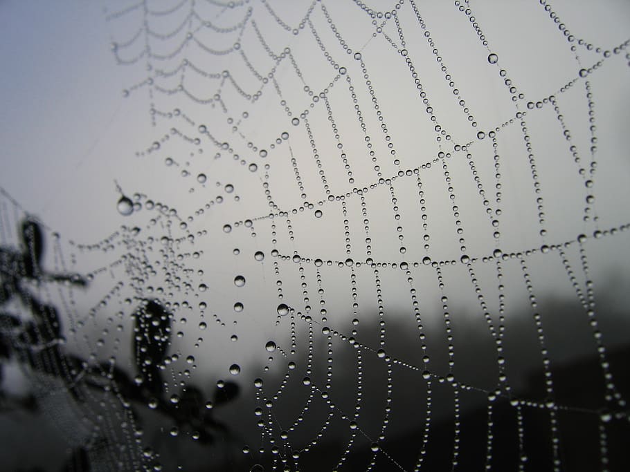 photo of spider web, morning, garden, bug, insect, background HD wallpaper