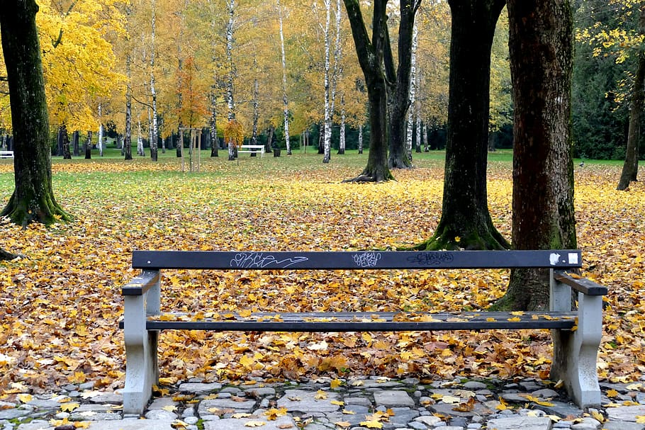 fall, wood, bench, tree, park, autumn, change, plant, tree trunk HD wallpaper