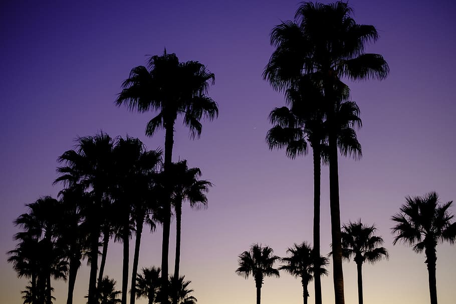 tree, palm, beach, seashore, tropical, tree silhouette, summer HD wallpaper