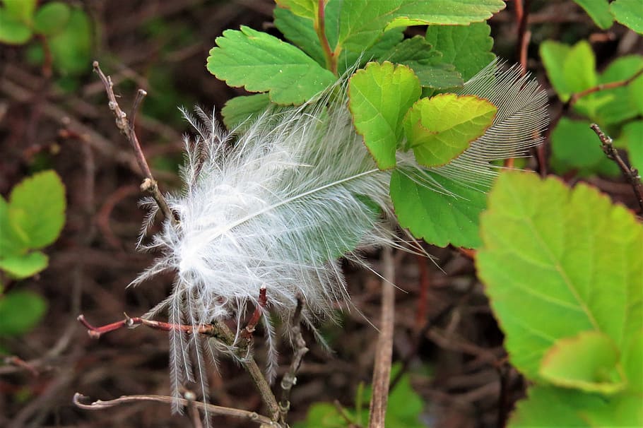 nature, close-up, feather, leaf, plant part, focus on foreground HD wallpaper