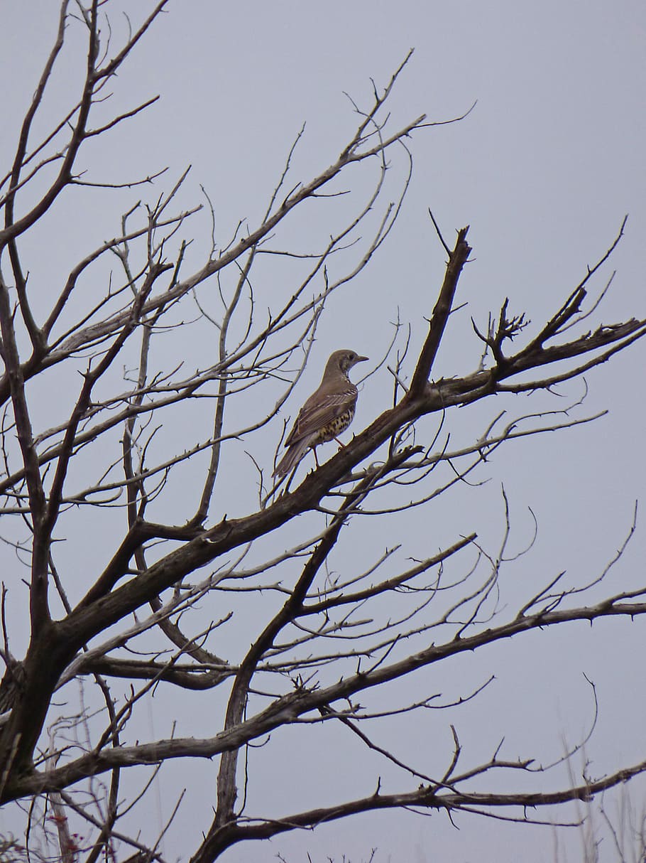 Thrush, Branches, Dry Tree, Winter, turdus philomelos, bird HD wallpaper