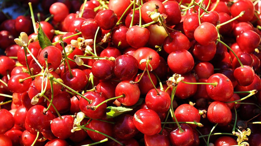 Fruit, Spring, Red, Cherry, food and drink, freshness, agriculture HD wallpaper