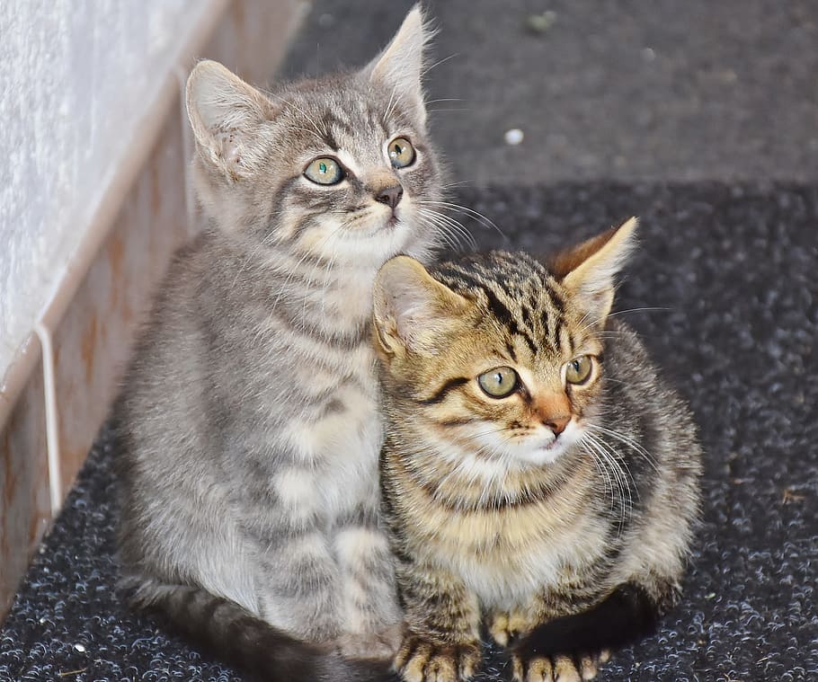 closeup of two silver and brown tabby kittens, cat, baby cats