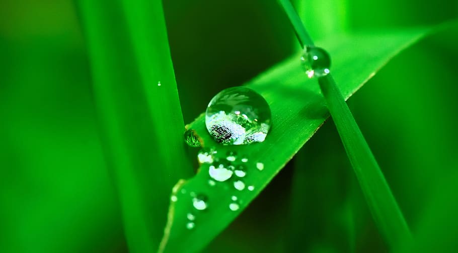 shallow focus photo of water droplets on leaves, grass, rain HD wallpaper