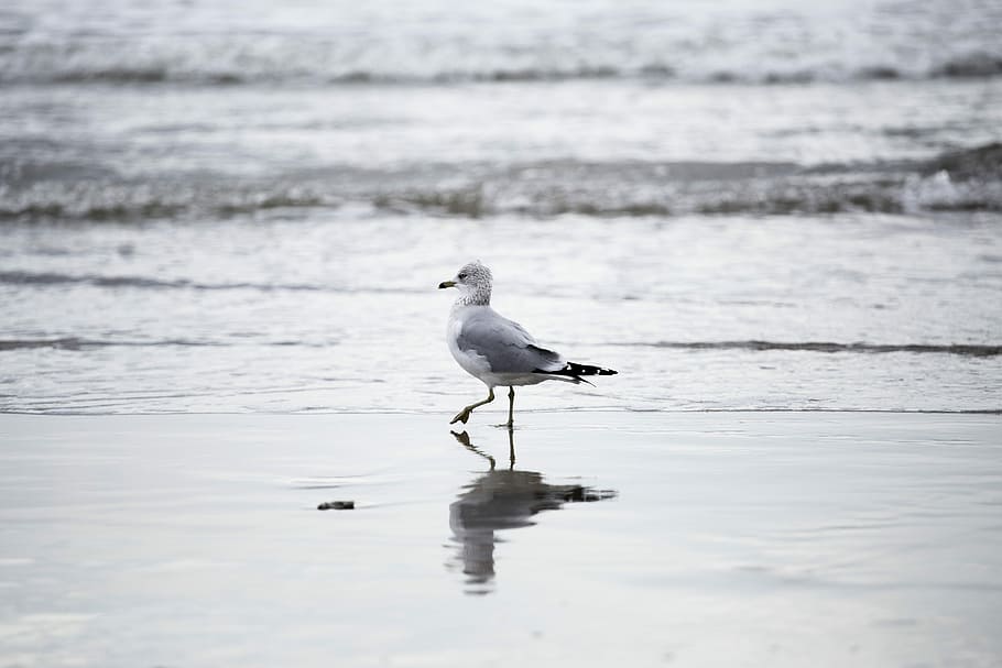 Bird, Shore, Beach, reflection, one animal, water, animals in the wild HD wallpaper