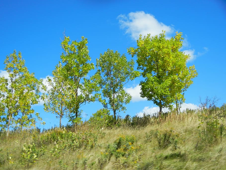 trees, sky, clouds, blue, grass, grassy, forest, hill, rural HD wallpaper