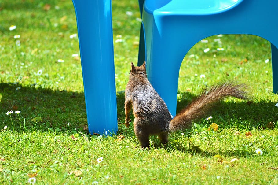 squirrel, nager, rodent, cute, nature, cheeky, animal, garden HD wallpaper