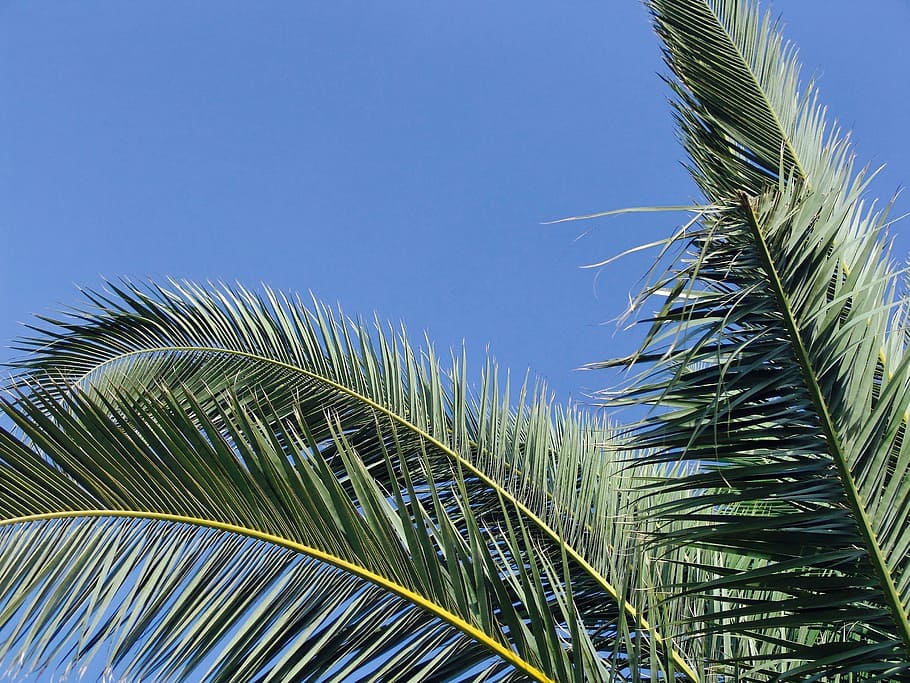 sky, tree, blue, summer, heat, nature, palm Tree, tropical Climate HD wallpaper