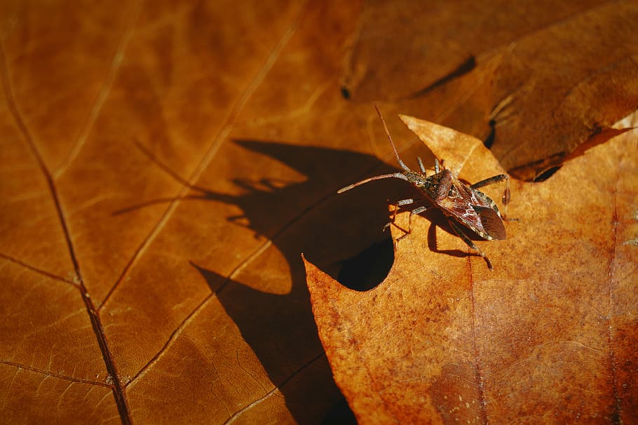 autumn, beetle, sunlight, animal themes, insect, invertebrate HD wallpaper