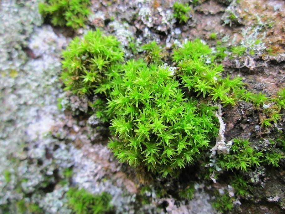 moss, flora, plant, macro, fresh, grow, environment, green HD wallpaper