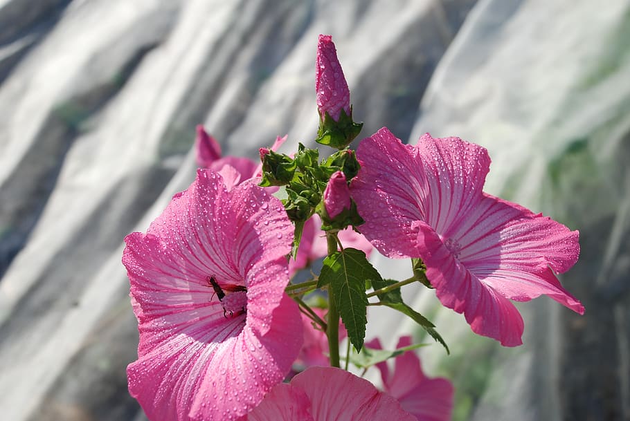 closeup photo of pink and green petaled flowers, summer, nature HD wallpaper