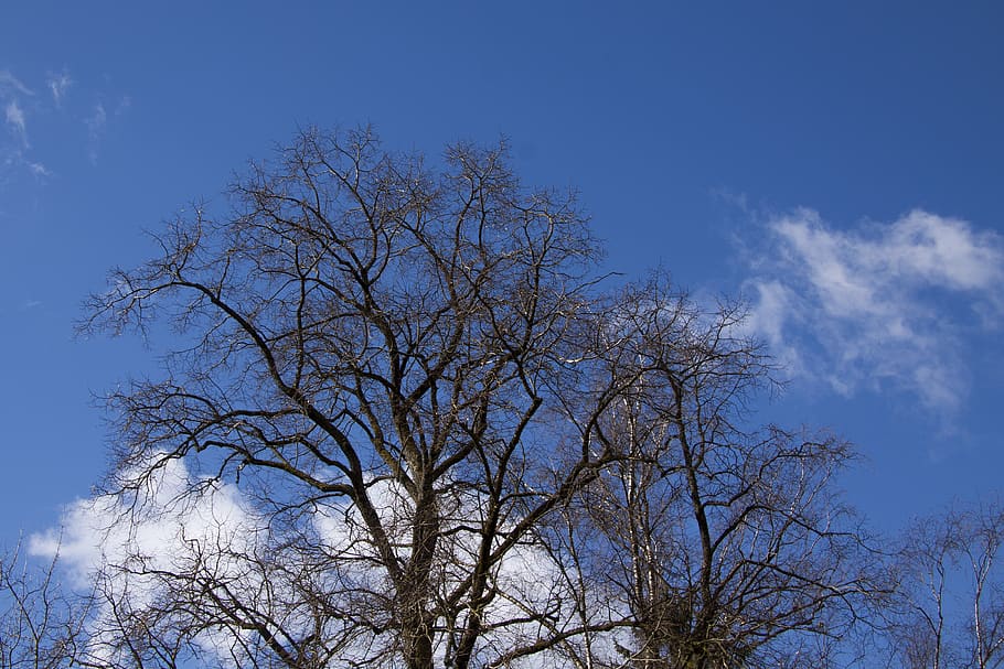 tree, clouds, sky, blue, silhouette, april, spring, low angle view HD wallpaper