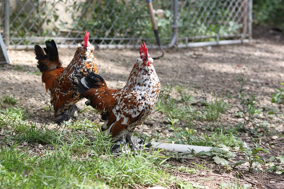 chicken, cockerel, americauna, farm, animal, bird, rooster