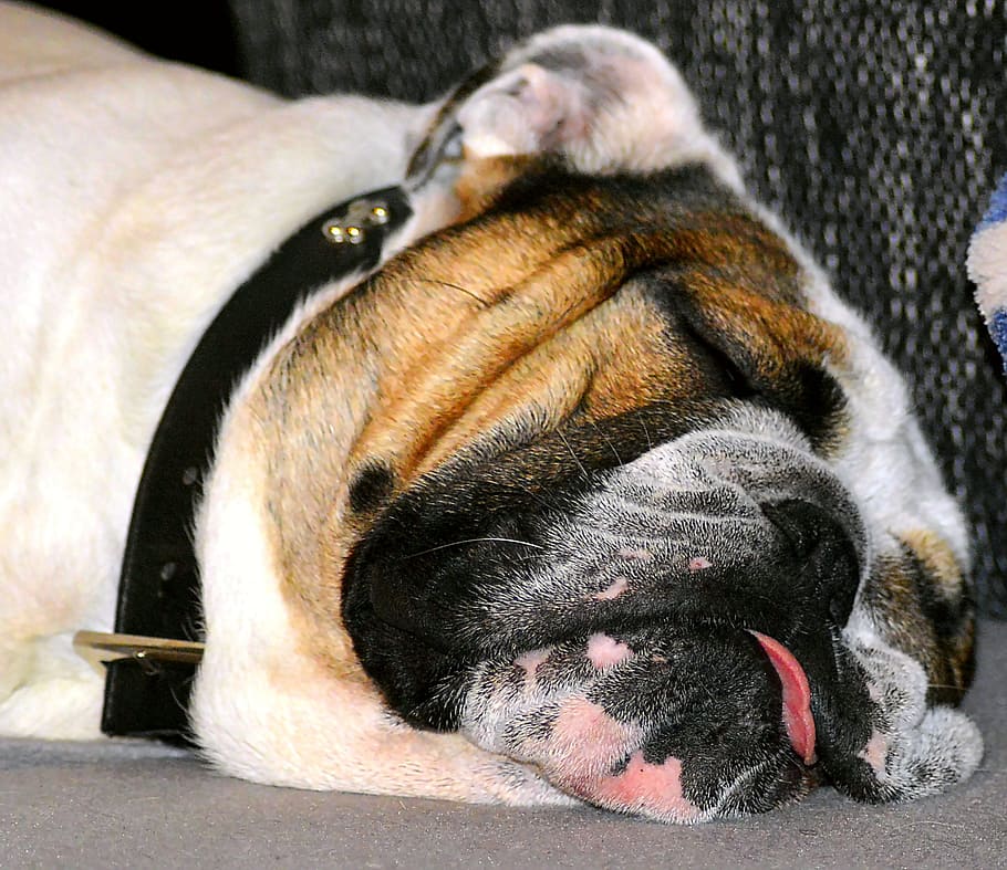 dog, sleeping, pet, sleeping dog, doze, animal, mammal, fur HD wallpaper