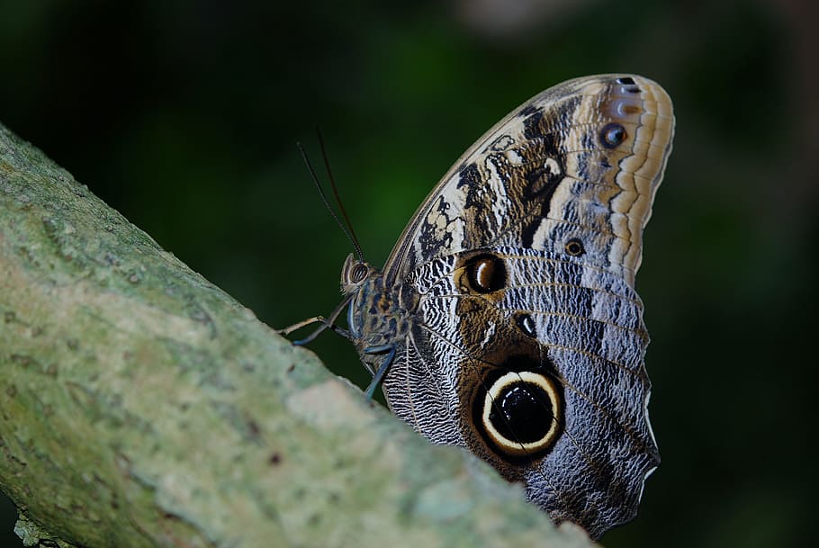 brown and gray butterfly on tree branch, insect, wing, wildlife, HD wallpaper