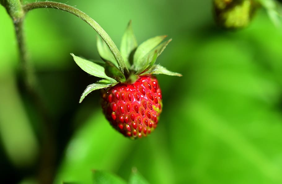 selective focus photography of red strawberry fruit, Wood Strawberry