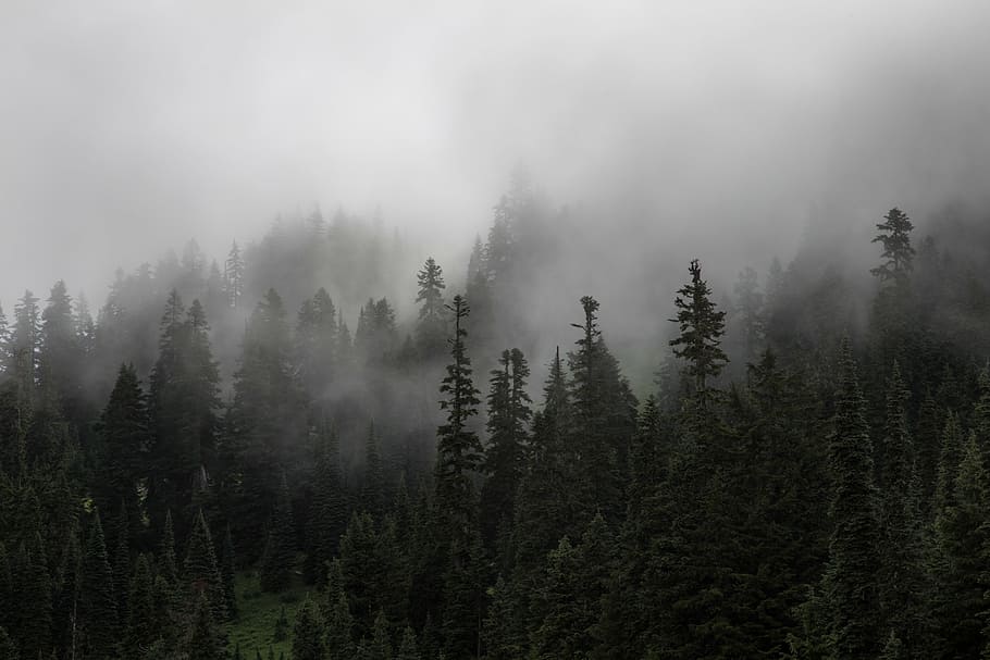 forest, trees, fog, plant, land, environment, scenics - nature HD wallpaper