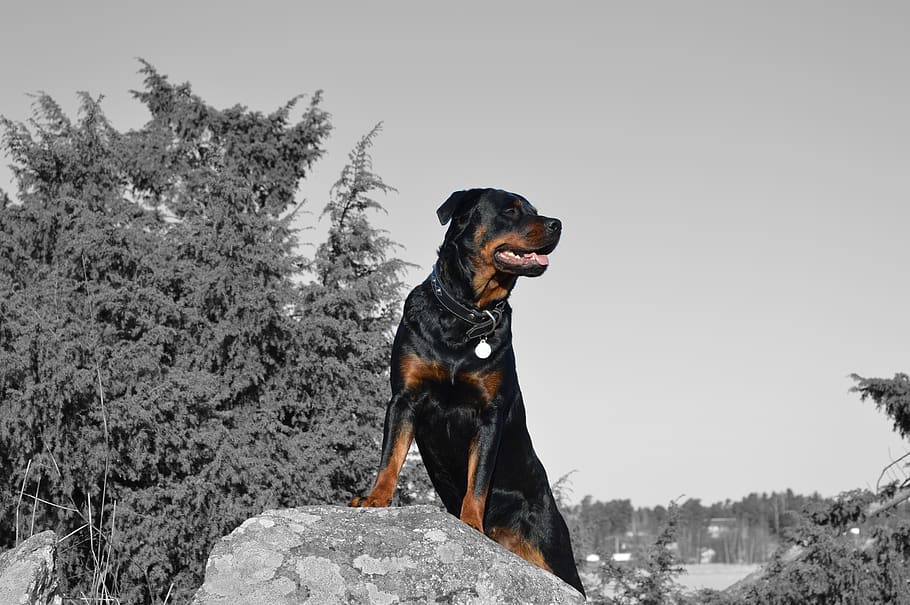 nature, outdoors, dog, one animal, animal themes, canine, mammal HD wallpaper
