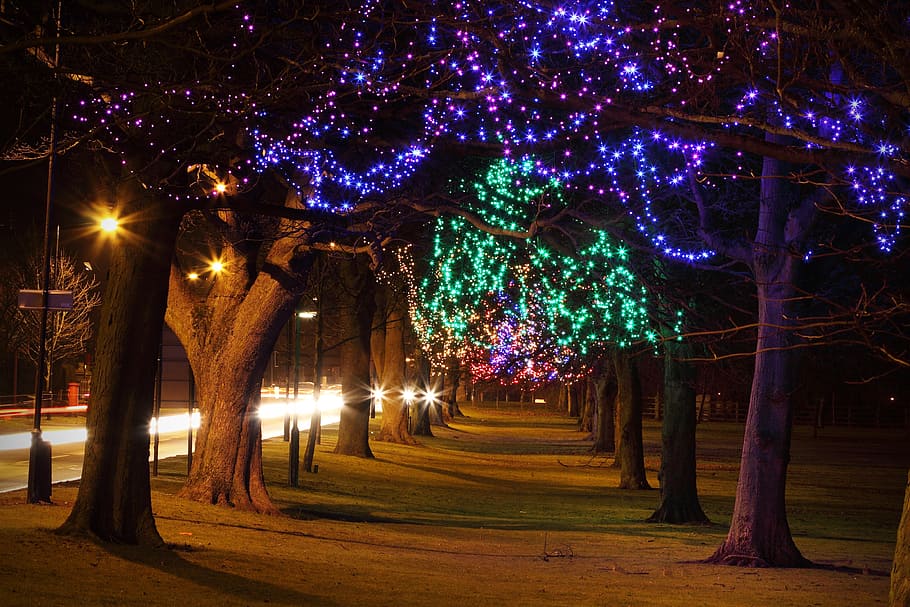 tree, trees, light, lights, decoration, colorful, traffic, alley HD wallpaper