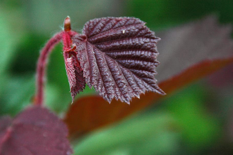 Leaf, Hazelnut, Bush, Leaves, hazelnut leaf, red, autumn, close-up HD wallpaper