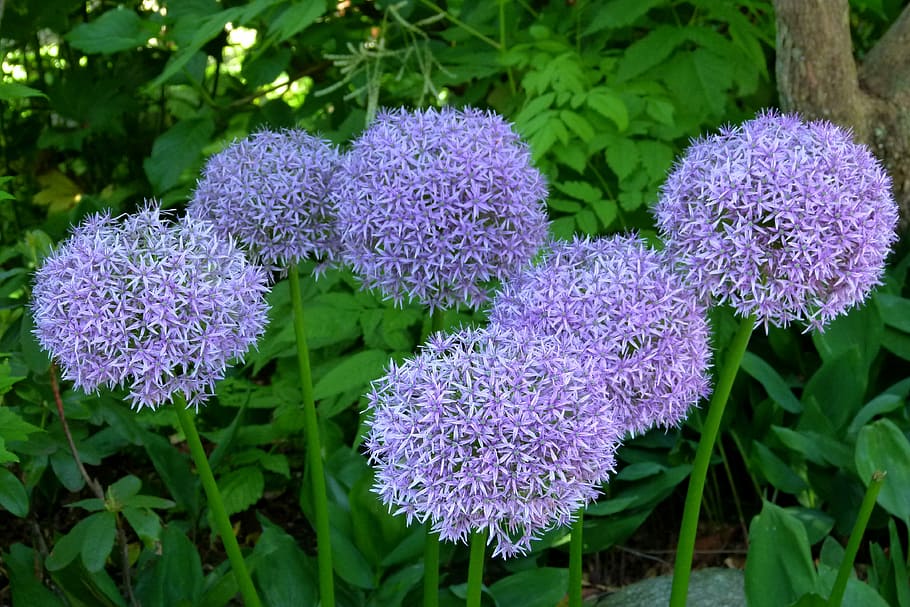 Flowers, Round, Bunch, Cluster, Floral, nature, plants, purple HD wallpaper