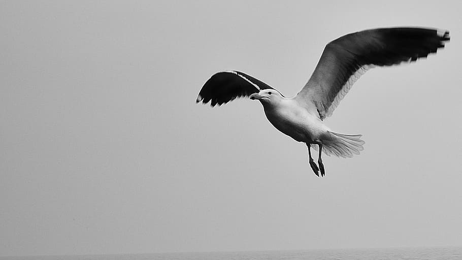 seagull, sky, black and white, animal themes, vertebrate, bird HD wallpaper