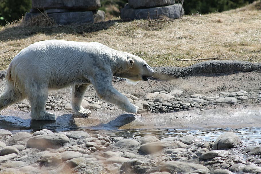 polar bear, water, play, animal, nature, arctic, white, endangered HD wallpaper