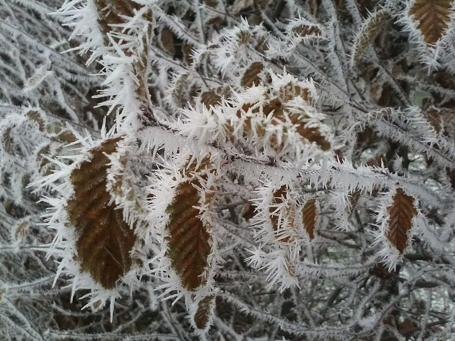 frost, leaves, ice, winter, cold, dry, eiskristalle, zing temperatures HD wallpaper