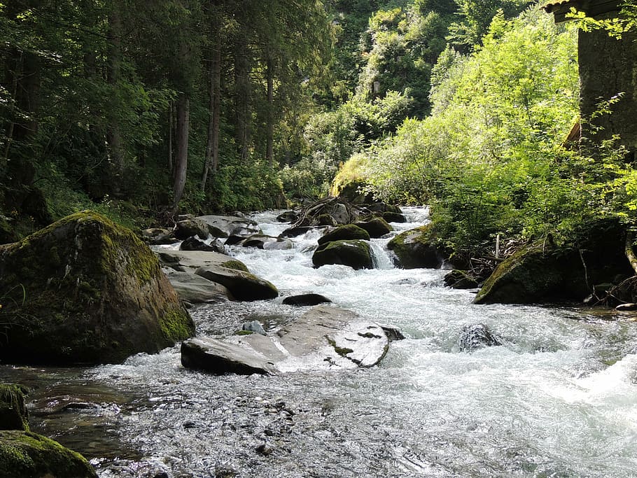 water, forest, river, nature, stream, waterfall, tree, outdoors HD wallpaper