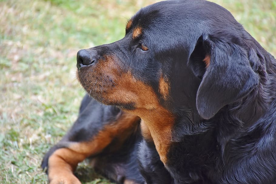 adult Rottweiler laying on ground, dog, pet, animal, black, watch, HD wallpaper