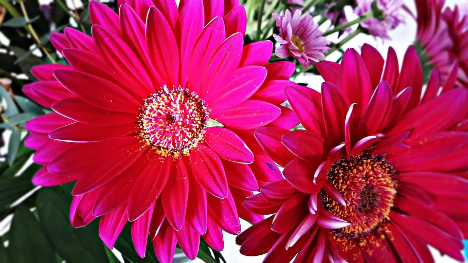 flower, daisy, flowers, bloom, garden, spring, summer, nature HD wallpaper