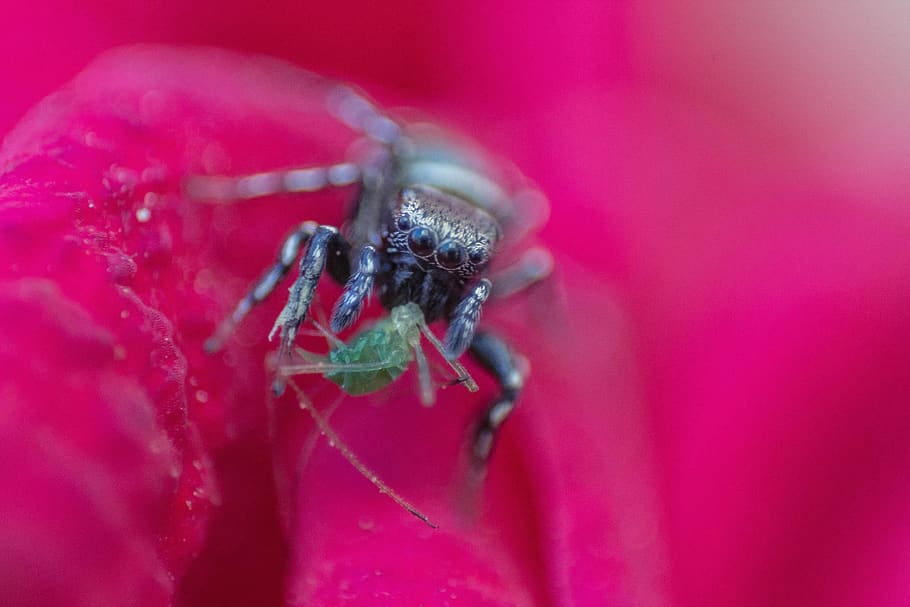 nature, animals, insects, bug, closeup, macro, close-up, one animal HD wallpaper