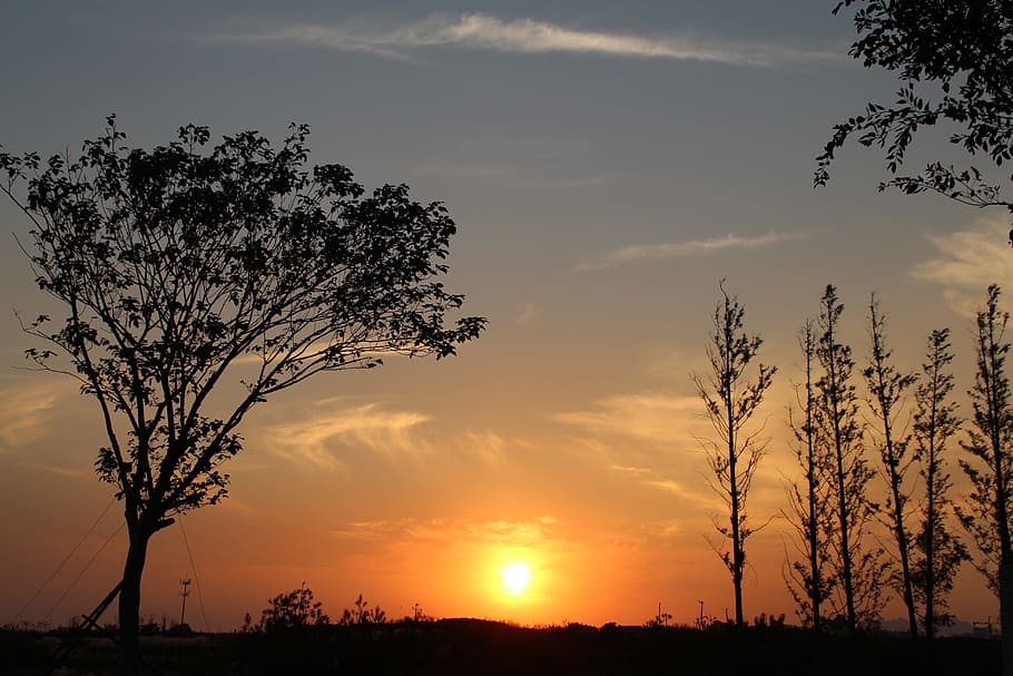 sunset, qingdao, withered, tree, silhouette, plant, beauty in nature, HD wallpaper