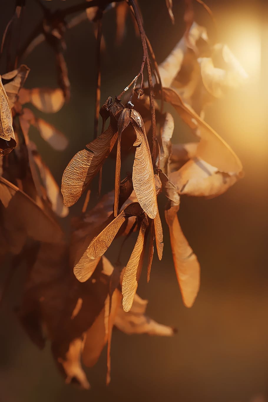 Propeller, Seeds, Maple Mountain, Fruit, brown, autumn, autumn time HD wallpaper