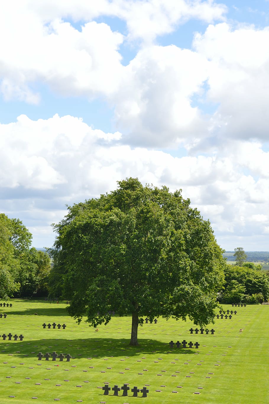 tree, cemetery, normandy, sun, green, sky, cloud, lawn, grass HD wallpaper