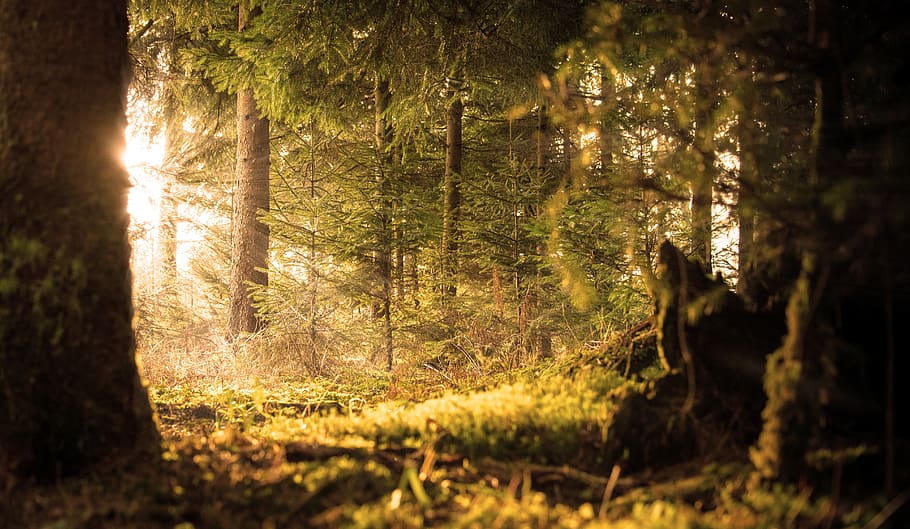 green tree forest, sun, rays, emergence, heat, silent, fir HD wallpaper