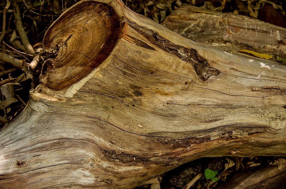 wood, tree, trunk, sawn, timber, texture, brown, textured, tree trunk HD wallpaper