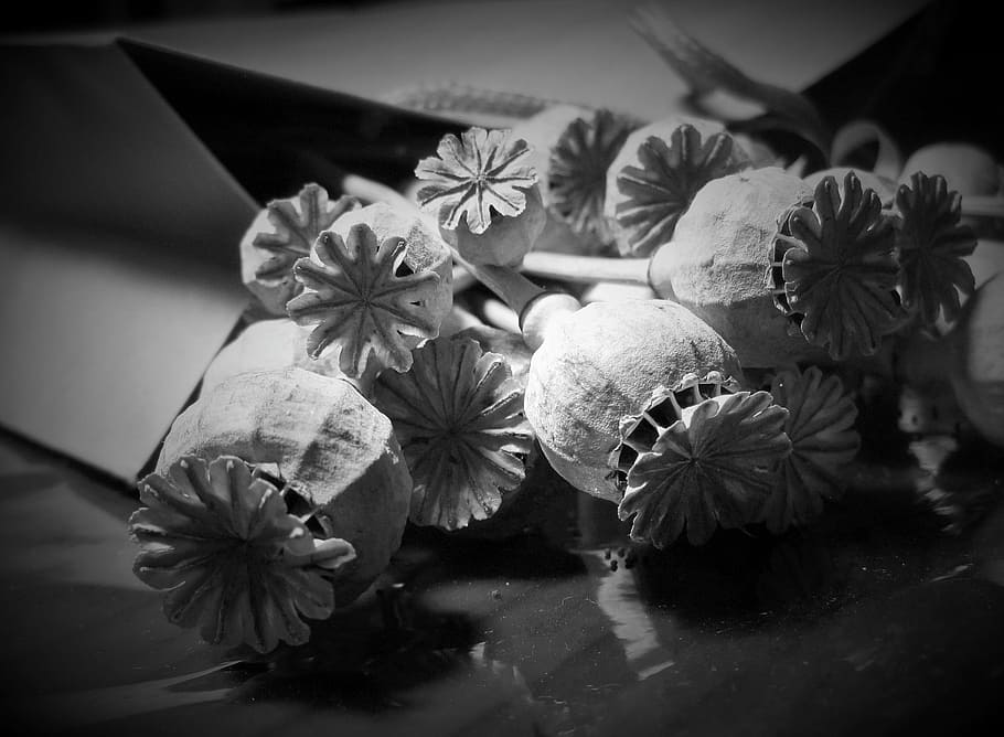 pods, seed, poppy, dry, bleached, detail, black white, plant HD wallpaper
