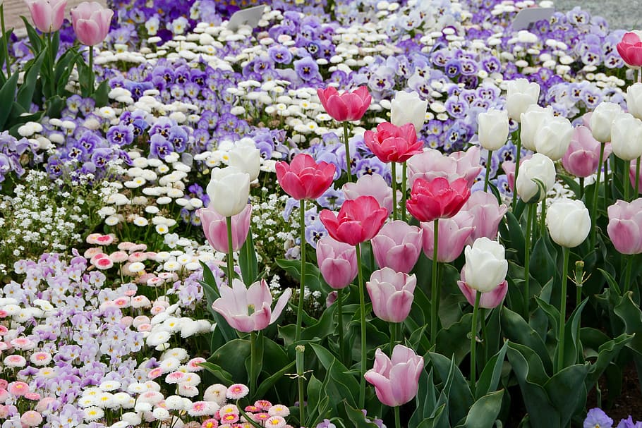 Tulip, Daisy, Flowers, Close, pointed flower, purple, pink color HD wallpaper