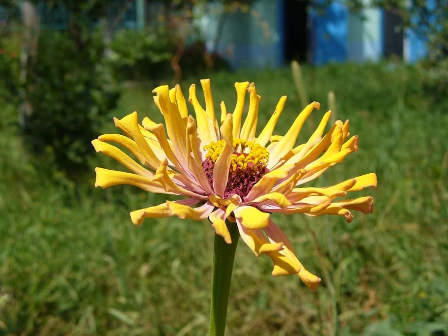 Flower, Background, Desktop, petal, yellow, flower head, fragility HD wallpaper