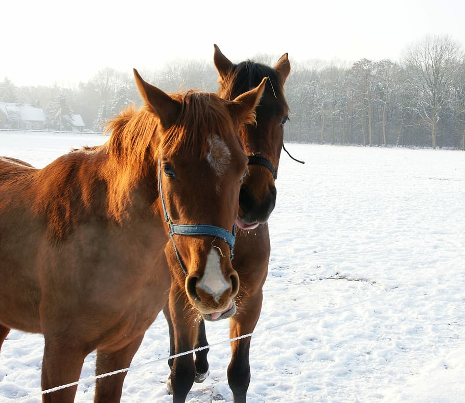 Horses, Snow, Winter, animal, nature, outdoors, mammal, farm HD wallpaper