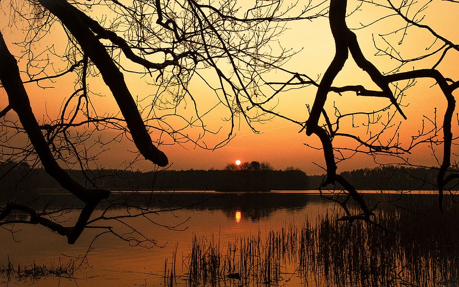 tree, nature, dawn, sunset, sky, water, silhouette, scenics - nature HD wallpaper