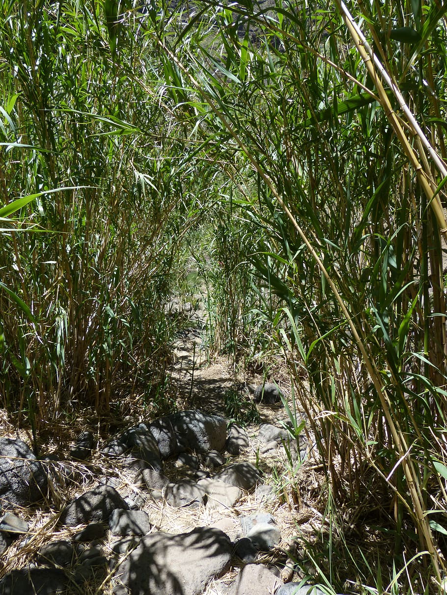 away, path, thicket, scrub, reeds, schilrohrdickicht, phragmites australis HD wallpaper