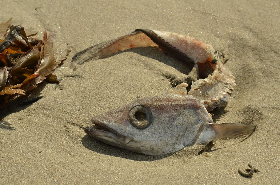 Death, Perish, Head, Fish, Fish Head, eye socket, gill, skeleton HD wallpaper