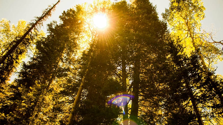 sunburst, trees, nature, landscape, scenic, summer, sky, forest HD wallpaper