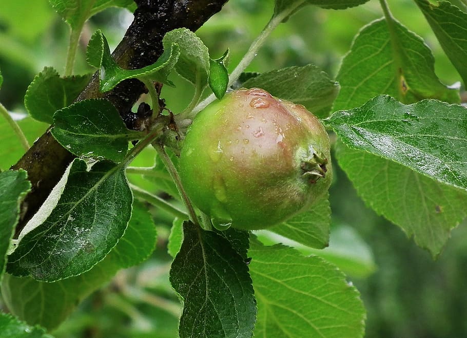 apple, green, apple tree, spring, fruit, leaves, leaf, healthy eating HD wallpaper