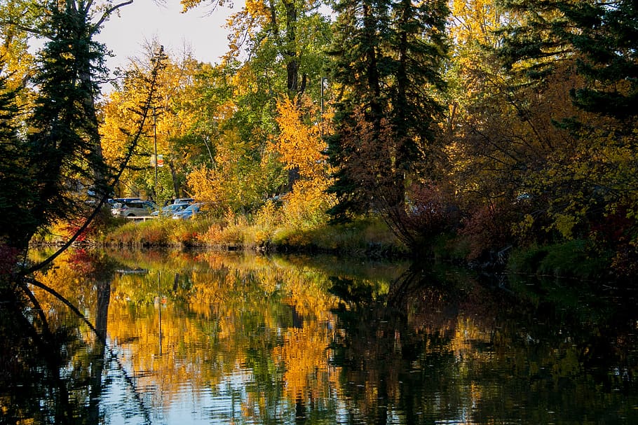 tree, nature, fall, wood, leaf, landscape, season, park, outdoors HD wallpaper