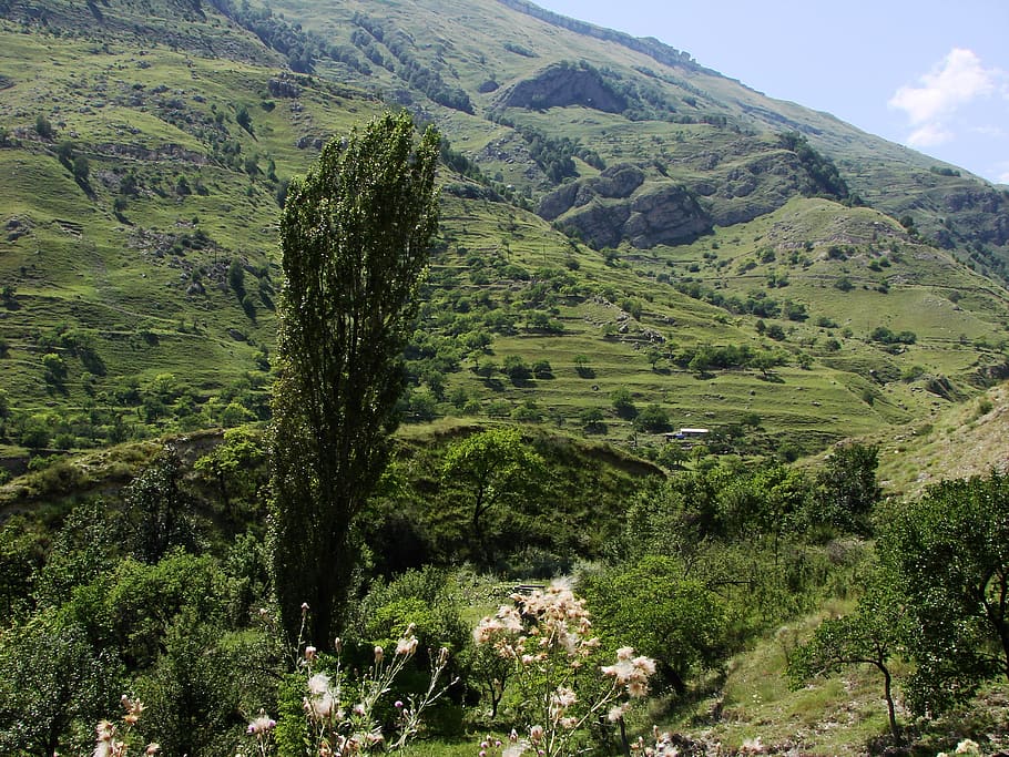 tree, green, landscape, plant, beauty in nature, environment HD wallpaper