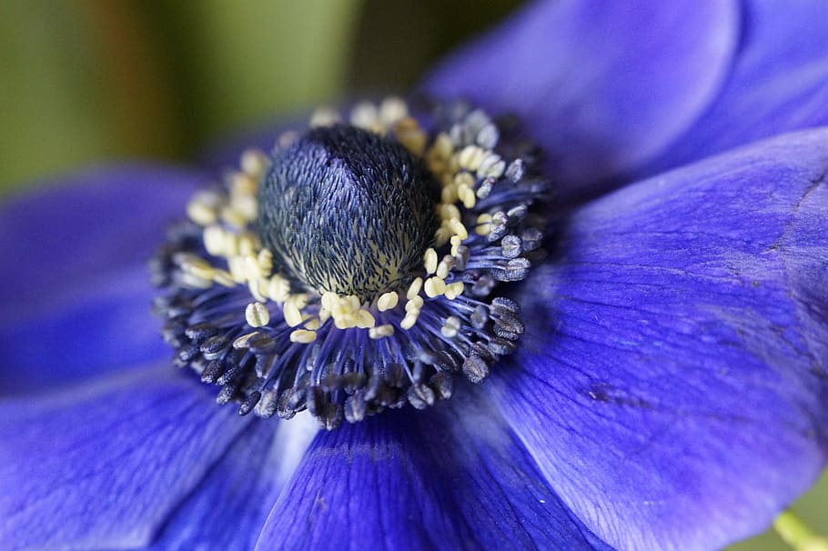 selective focus photography of blue anemone flower, crown anemone