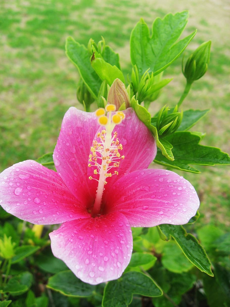 Hibiscus, Pink, Yellow, Leaf, Bud, Green, stamen, pistil, ishigaki island HD wallpaper